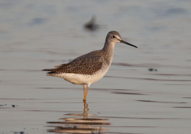 Tringa melanoleuca Scolopacidae