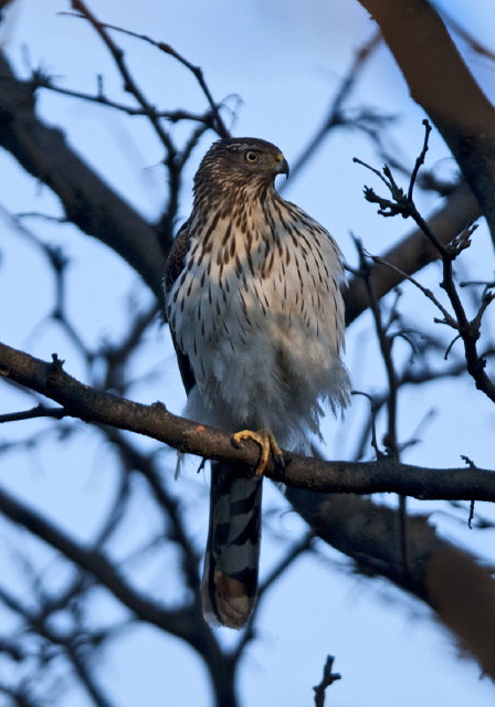 Accipiter cooperii Accipitridae