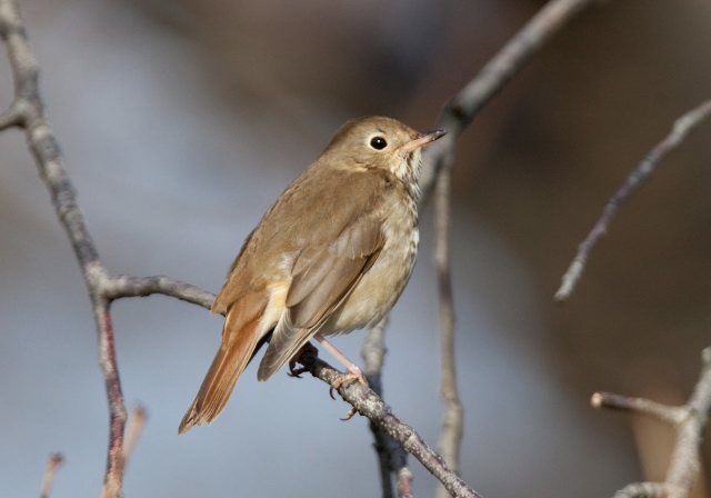 Catharus guttatus Turdidae