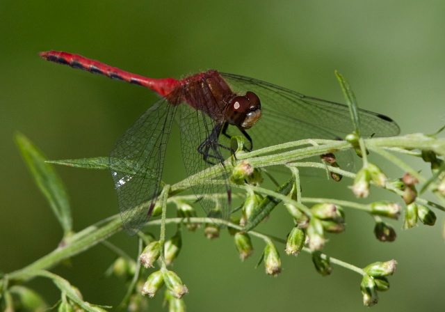 Sympetrum sp. Libellulidae