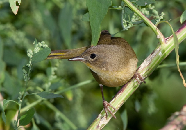 Geothlypis trichas Parulidae