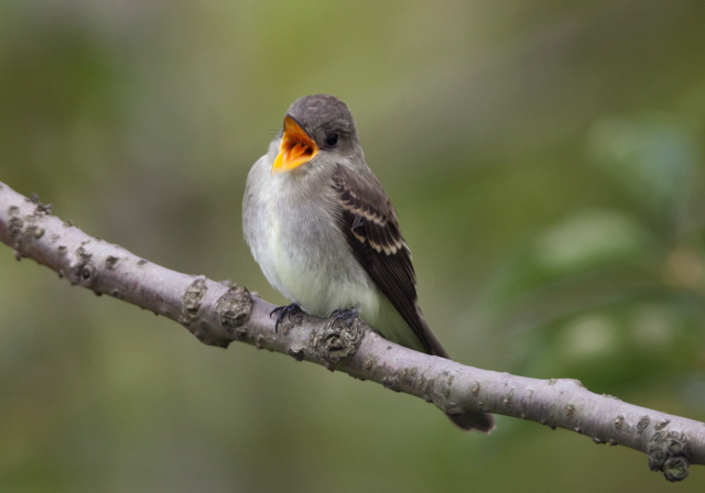 Contopus virens Tyrannidae