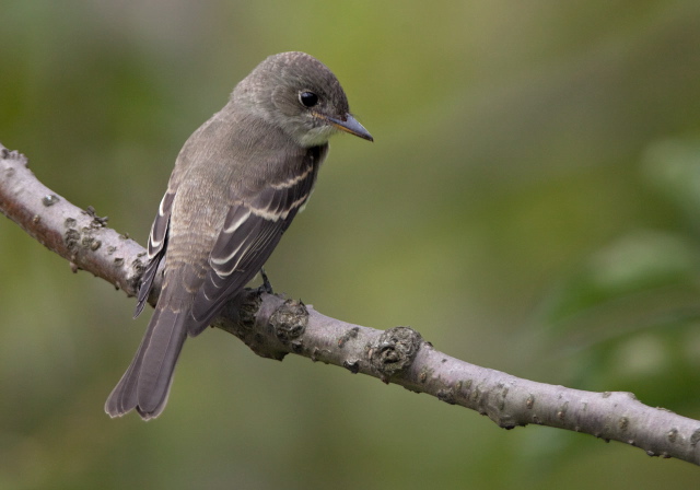 Contopus virens Tyrannidae