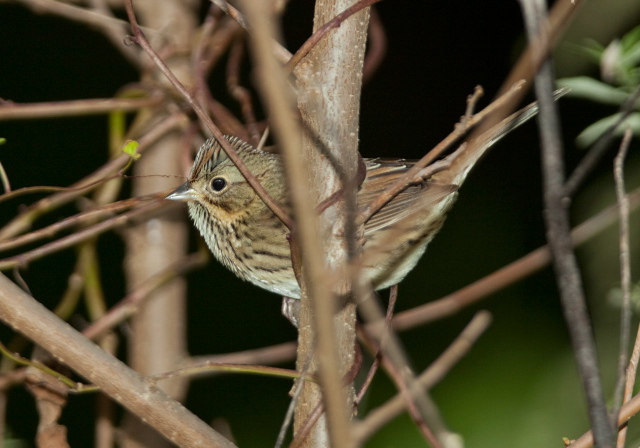 Melospiza lincolnii Emberizidae