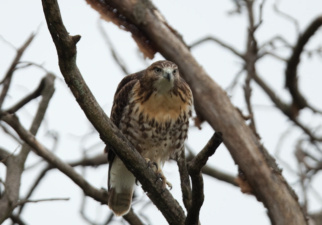 Buteo jamaicensis Accipitridae