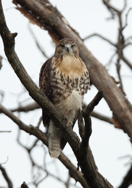 Buteo jamaicensis Accipitridae