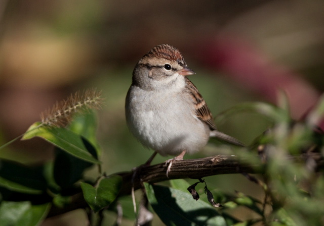 Spizella passerina Emberizidae