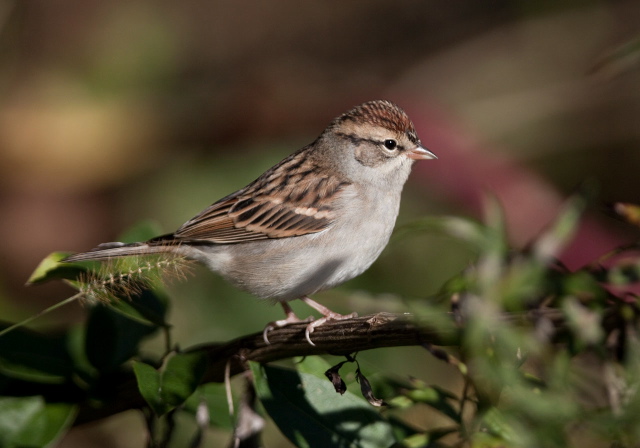 Spizella passerina Emberizidae