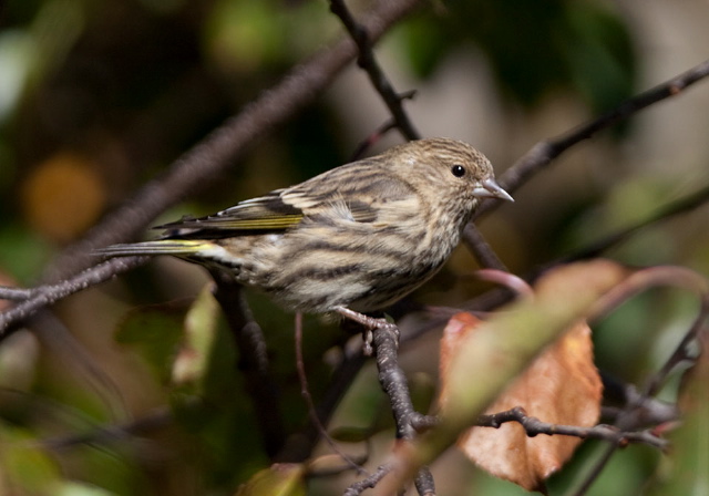 Carduelis pinus Fringillidae