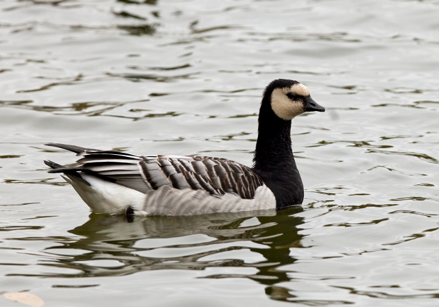 Branta leucopsis Anatidae