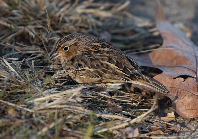 Ammodramus savannarum Emberizidae