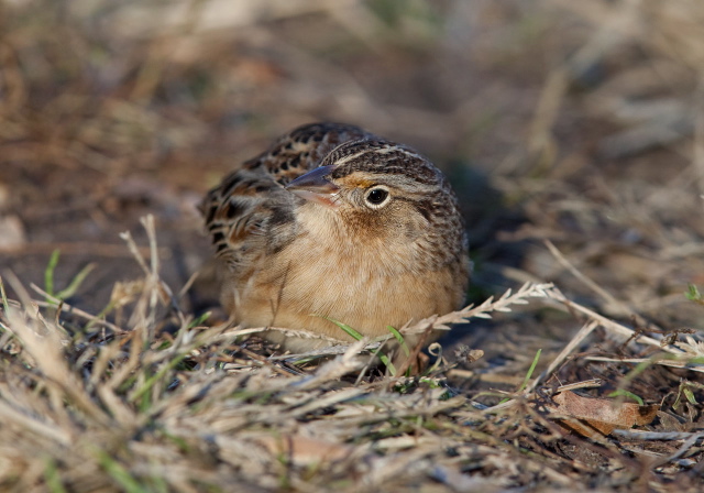 Ammodramus savannarum Emberizidae