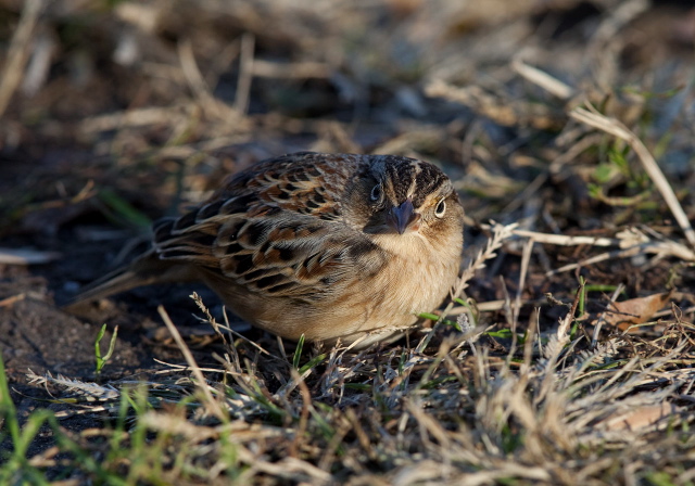 Ammodramus savannarum Emberizidae