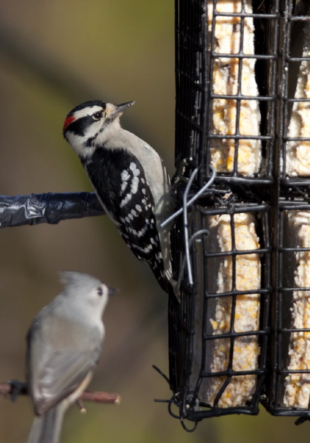 Picoides pubescens Picidae