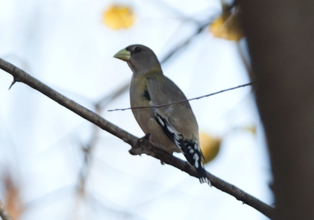 Coccothraustes vespertinus Fringillidae