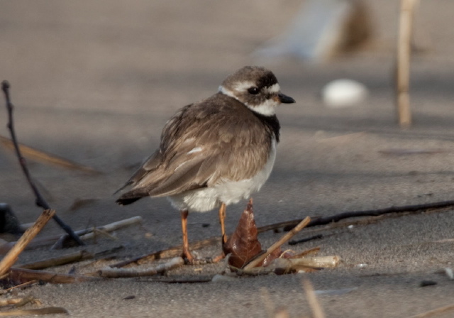 Charadrius semipalmatus Charadriidae