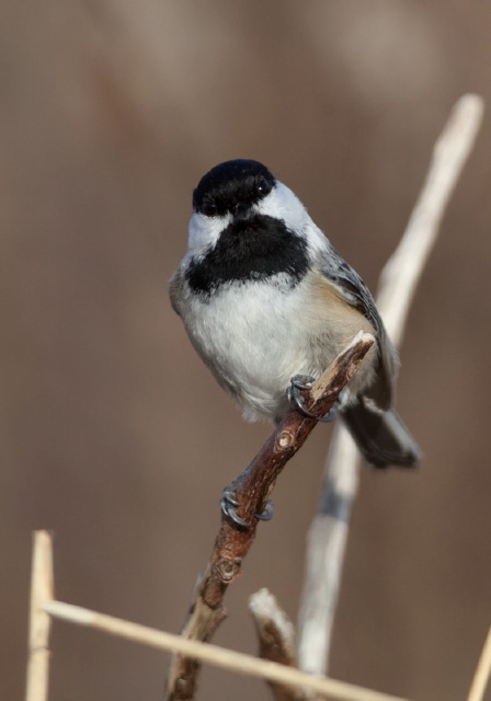 Poecile atricapillus Paridae