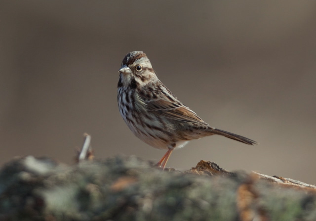 Melospiza melodia Emberizidae