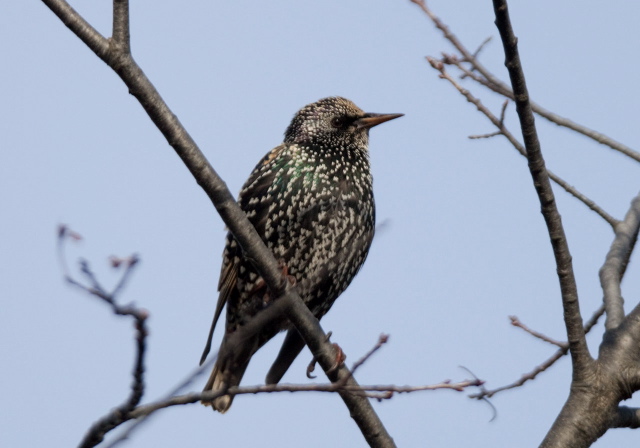 Sturnus vulgaris Sturnidae