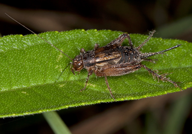 Allonemobius fasciatus? Gryllidae