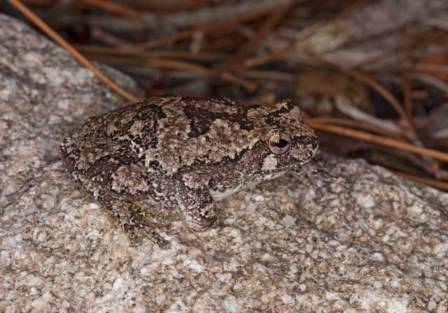 Hyla versicolor Hylidae