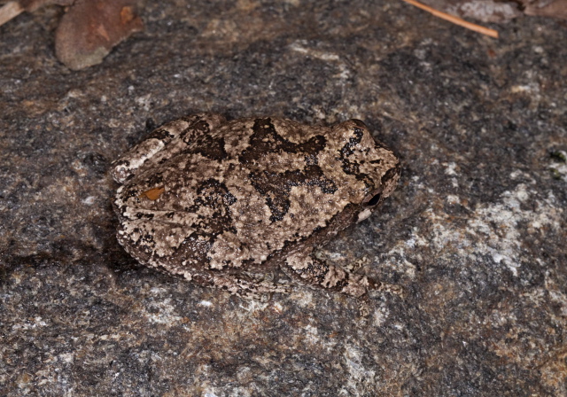 Hyla versicolor Hylidae