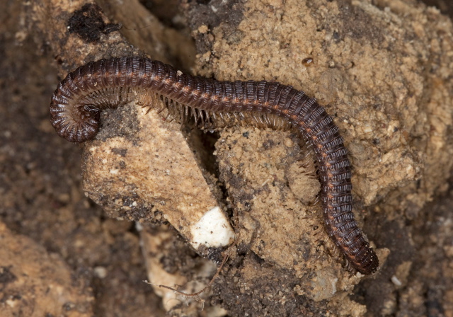 Abacion tesselatum? Abacionidae