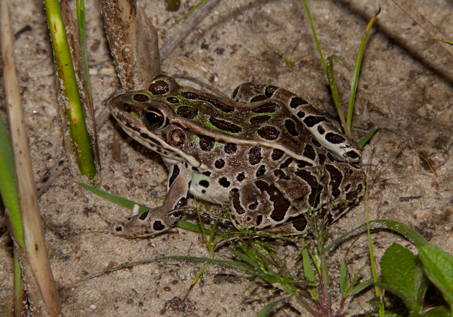 Lithobates pipiens Ranidae