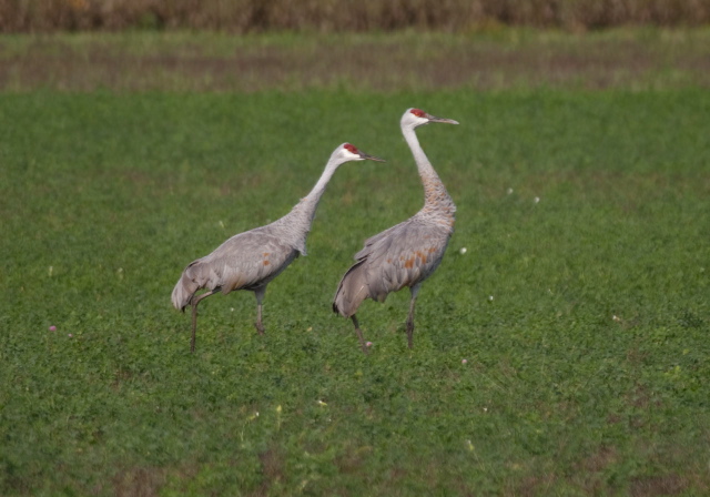 Grus canadensis Gruidae