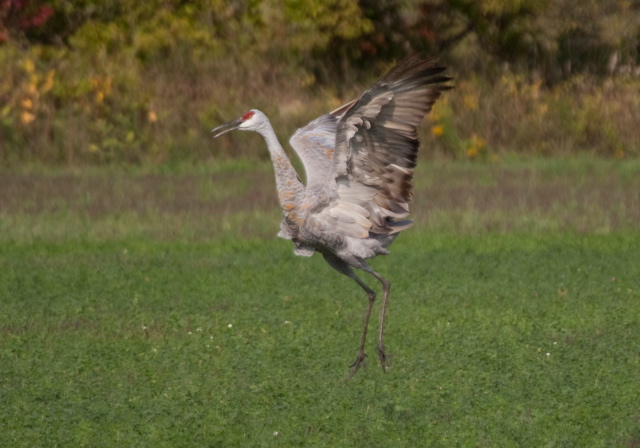 Grus canadensis Gruidae