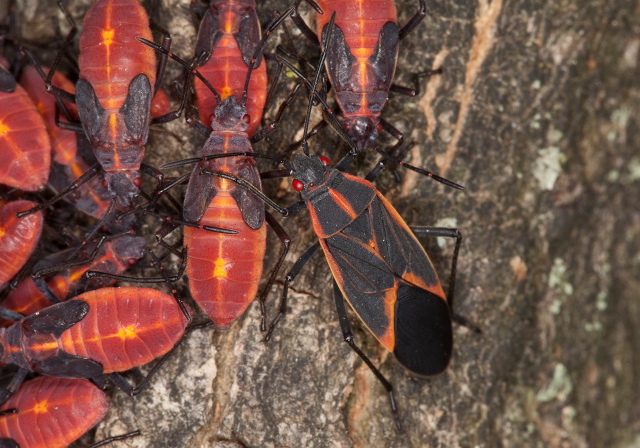 Boisea trivittata Rhopalidae