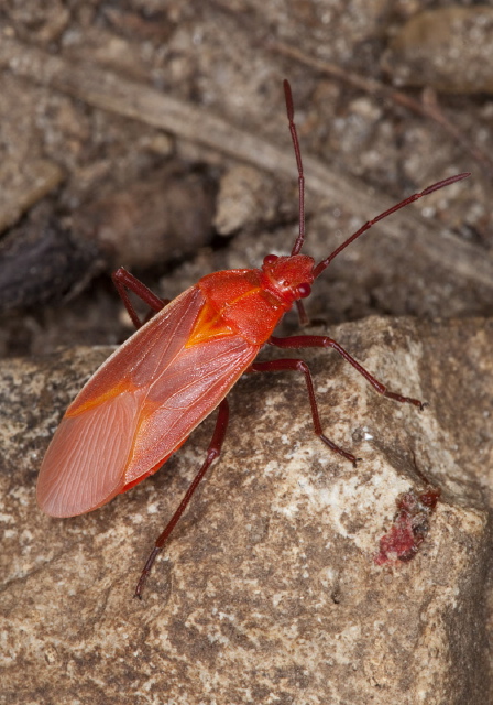 Boisea trivittata Rhopalidae