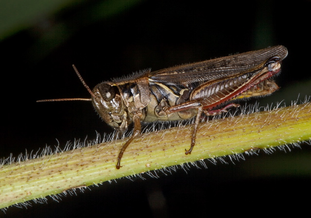 Melanoplus femurrubrum Acrididae