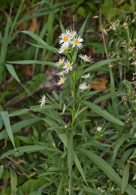 Aster firmus? Asteraceae