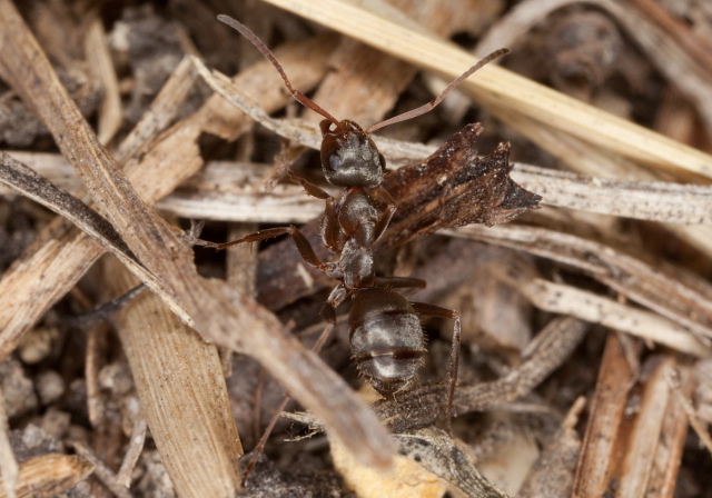 Formica montana Formicidae