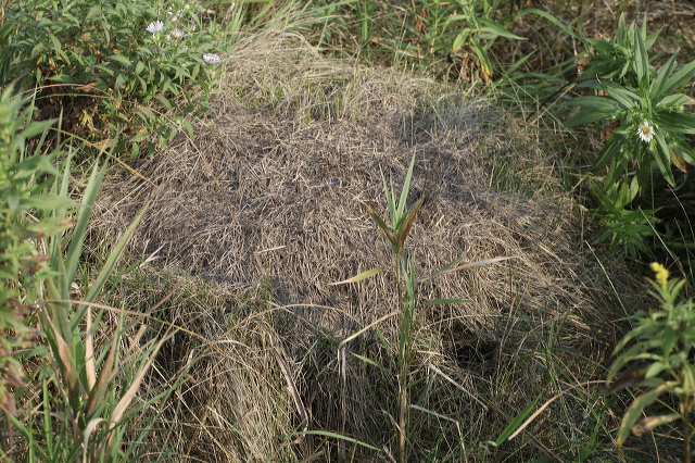 Formica montana Formicidae