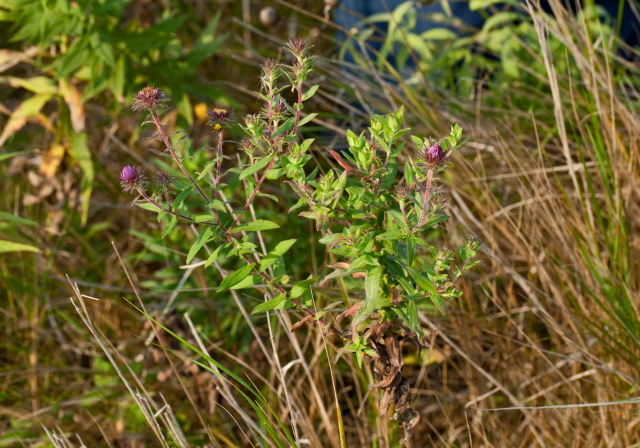 Aster novae-angliae? Asteraceae