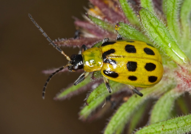 Diabrotica undecimpunctata Chrysomelidae