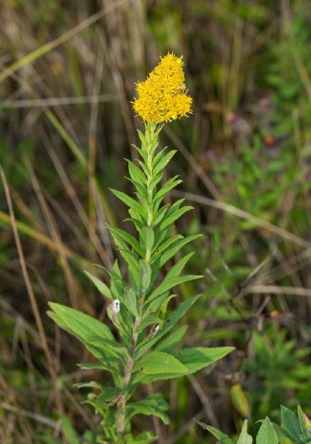 Solidago canadensis? Asteraceae