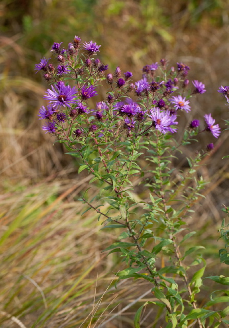 Aster novae-angliae? Asteraceae