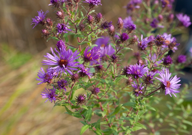 Aster novae-angliae? Asteraceae