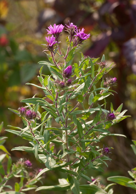 Aster novae-angliae? Asteraceae