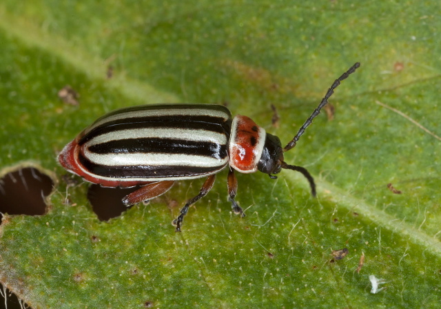 Disonycha sp. Chrysomelidae