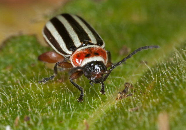 Disonycha sp. Chrysomelidae