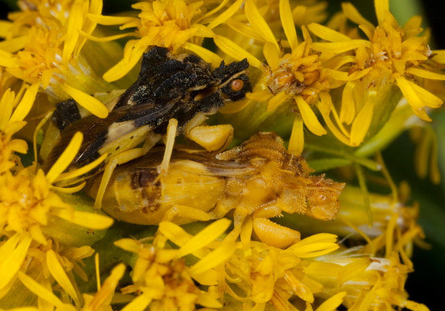 Phymata americana? Reduviidae