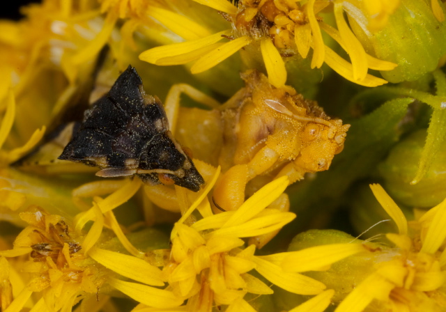 Phymata americana? Reduviidae