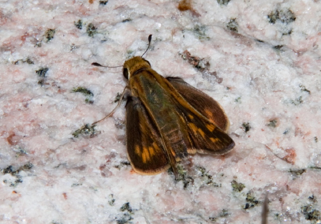 Hesperia leonardus Hesperiidae