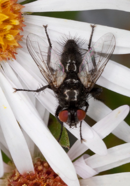 Leucostoma sp. Tachinidae