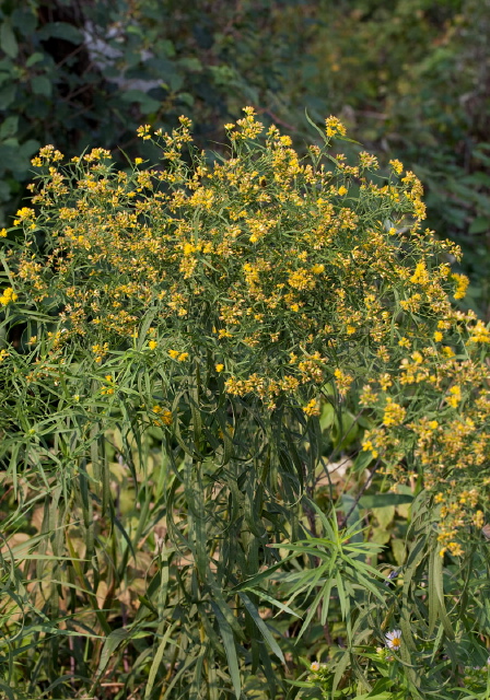 Euthamia graminifolia? Asteraceae