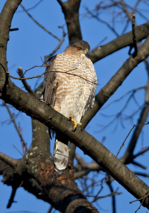 Accipiter cooperii Accipitridae